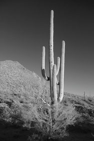 Saguaro IR 2761