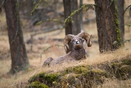 Big Horn Sheep Resting 6282