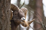 Big Horn Sheep Peeking 6335