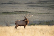 Bull Elk 6115