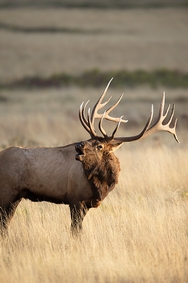 Bull Elk Bugle 6150