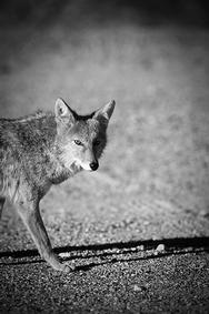 Coyote Death Valley 8118