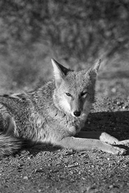 Coyote Death Valley 8264