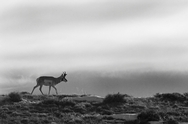 Antelope Wyoming 1722