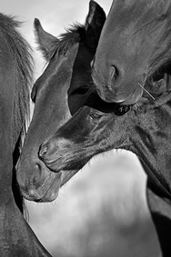 Foal Two Mares 2388