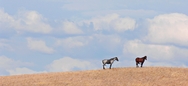 Montana Horses 0281