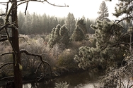 Frost on Trees 3594