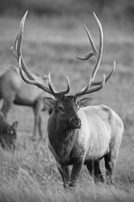 Elk Slippery Ann B&W 3999