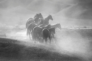Horses Corral Dust 9075