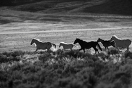 Horses Run 0238
