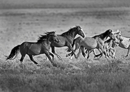 Horses Run 5282