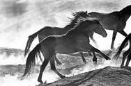 Horses Run Corral Dust 9061