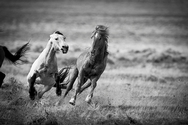 Onaqui 2 Horse Run 330