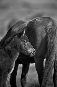 Onaqui Herd Foal 9921