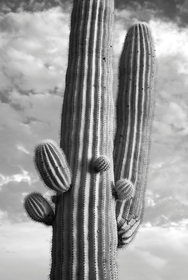 Saguaro IR 2820