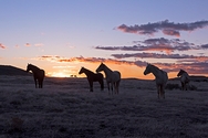 Seven Horse Sunset 4145