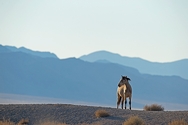 Horse on Dike 7318