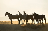 Horses Baklit Sunrise 7020
