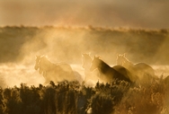 Horses Run Dust 6924