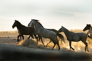Horses Run Sunrise 7005
