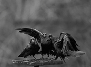 Raven 6865