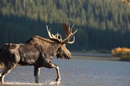 Bull Moose Glacier NP 5916