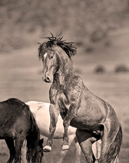 Onaqui Herd Stallion 9977
