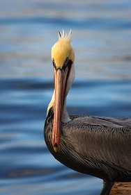 Pelican 5220