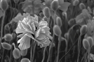 Poppies B&W6685Tm.jpg