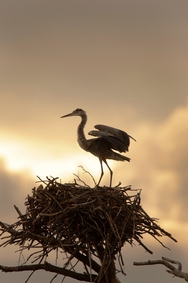 Great Blue Heron 8096