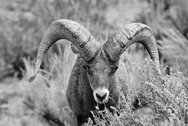 Big Horn Sheep Barracks B&W 3701