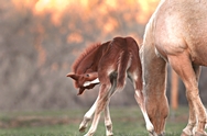 Lamb's foals 466