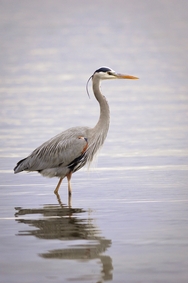 Blue Heron 6122