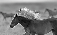 Silver Mane 5656