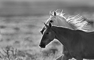 Two Horses run 5661