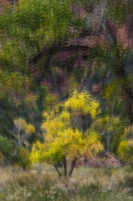 Zion Canyon Fall Color 67