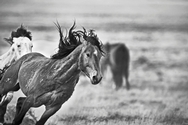 Wild Mustangs 393