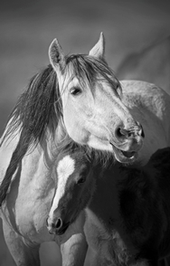 Wild Mustangs 036