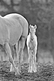 Lamb's foal 32