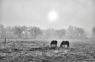 Fog Horses Mt Carmel Utah B&W 477