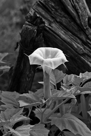 Datura B&W IR 2754