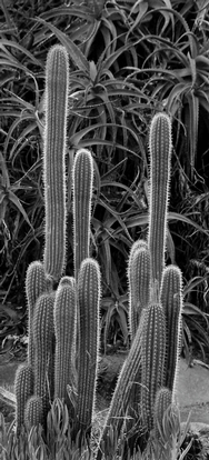 Cactus Bixby 473