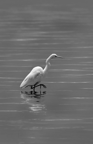 Egret B&W 6151