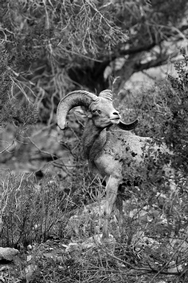 Barracks Big Horn Sheep 3730