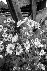 Barracks flowers Corral 3886