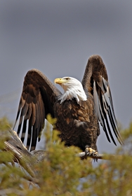 Bald Eagle 7536