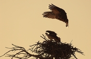 Osprey Male land On Female 6501