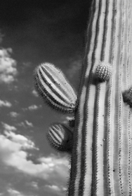 Saguaro IR 2822