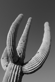 Saguaro IR 2781