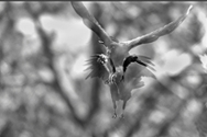 Raven 2685